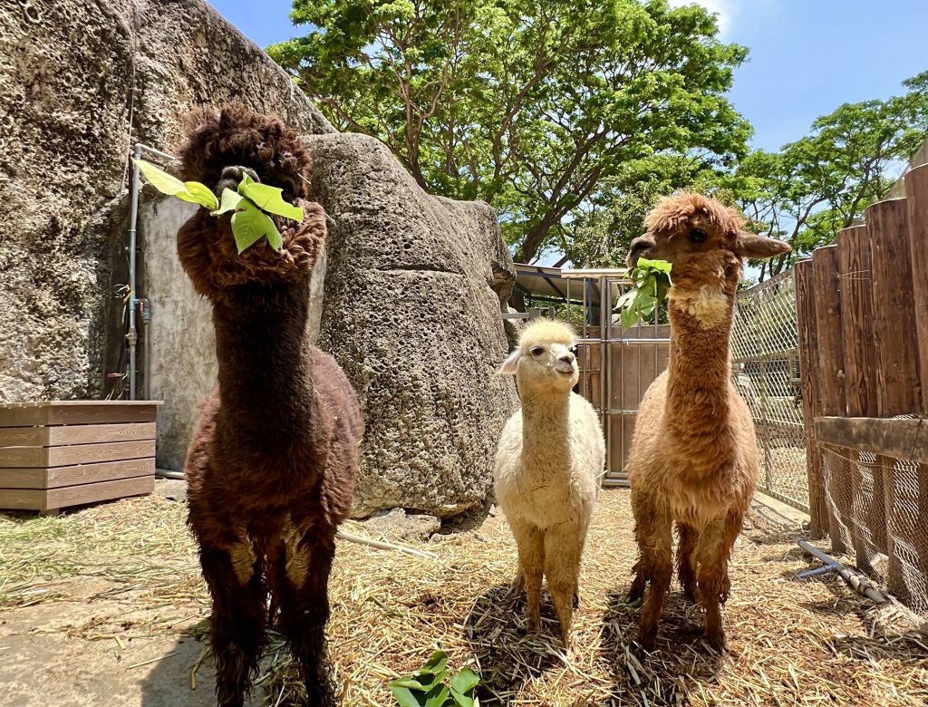 兒童節暢遊壽山動物園:12歲以下免費入園,壽Q家族人氣票選熱鬧開跑!